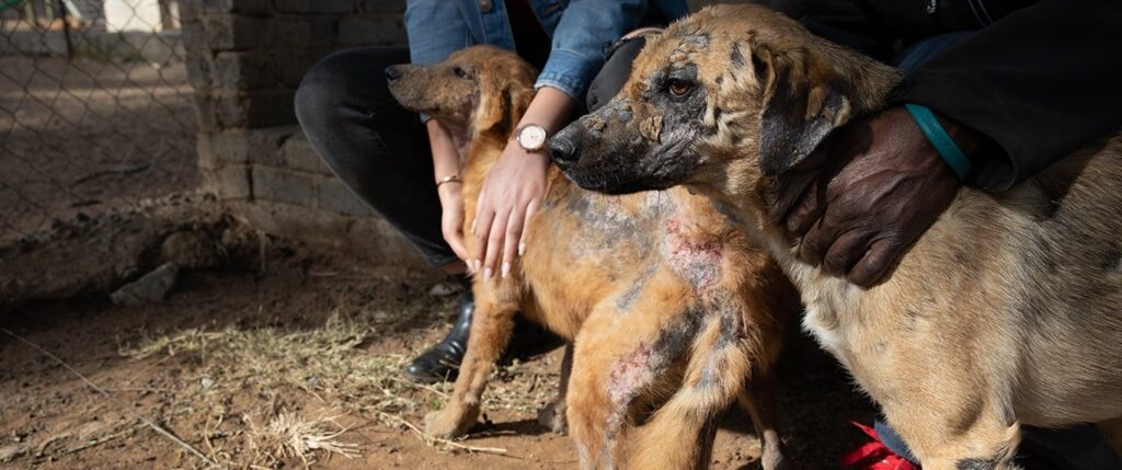 Rescued shelter dogs