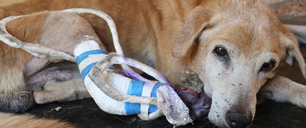 Coby, dog with broken leg in cast