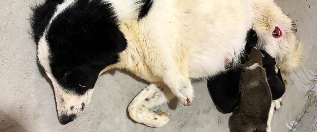 Injured dog in Jordan