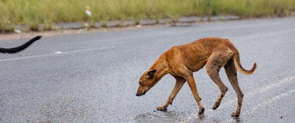 Skinny dog crossing road