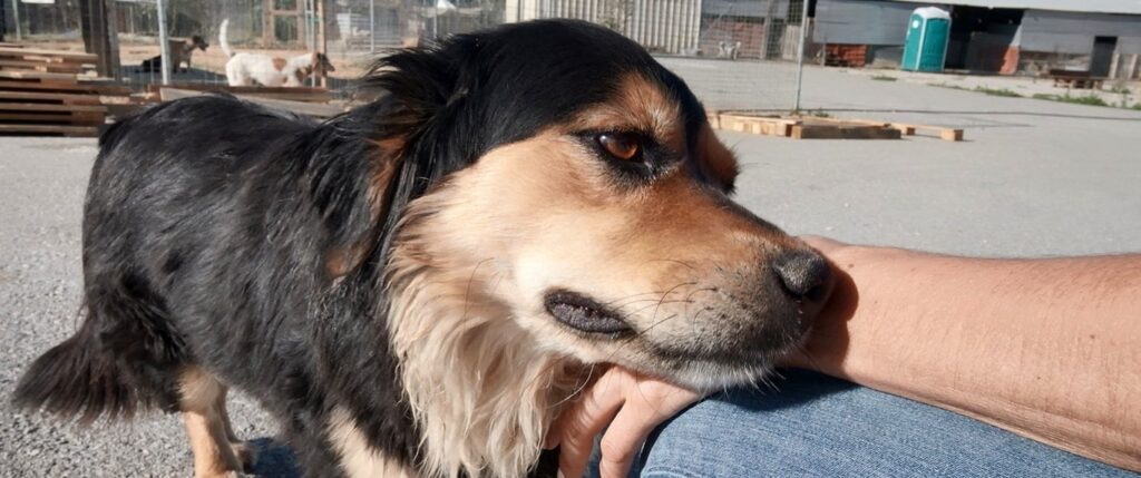 Dog beign petted