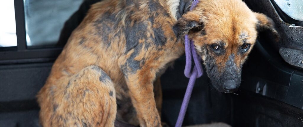 Sam was starving, covered in mange