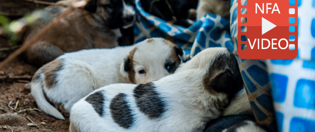 Puppies in need of rescue