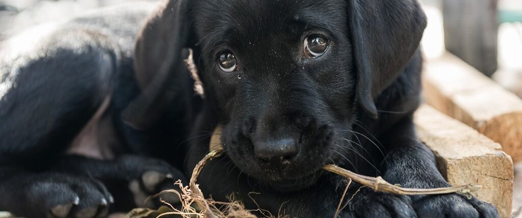 Gladys, a six-month-old puppy