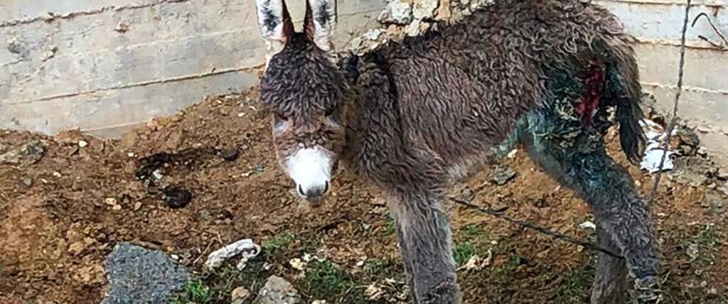 rescued donkey foal Princess SOS