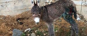 israeldonkey 5.2e16d0ba.fill 1375x575 1