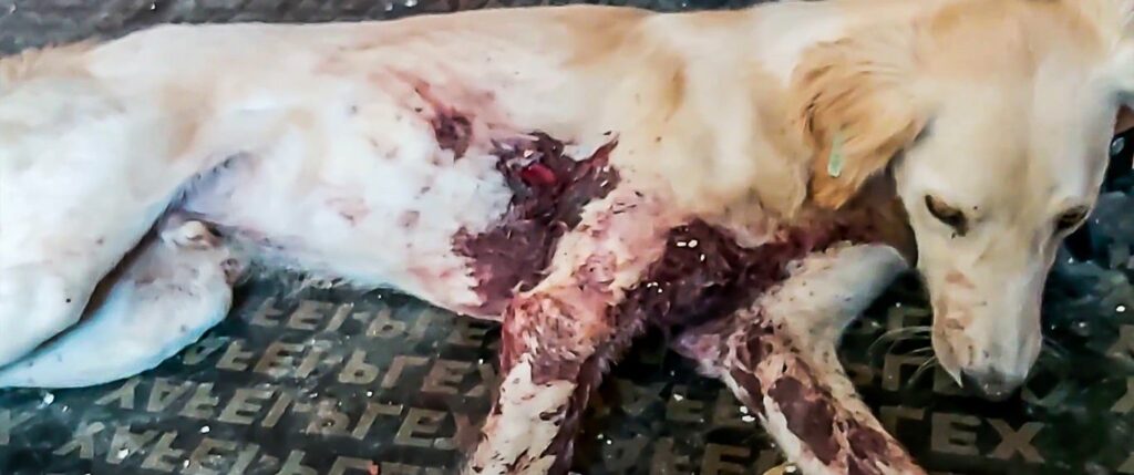 jordan-warzone-for-dogs