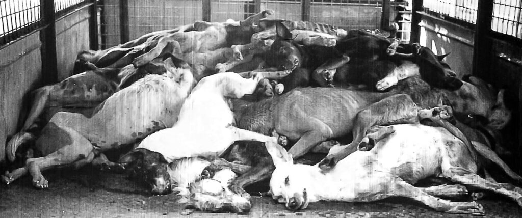 Dog meat trade