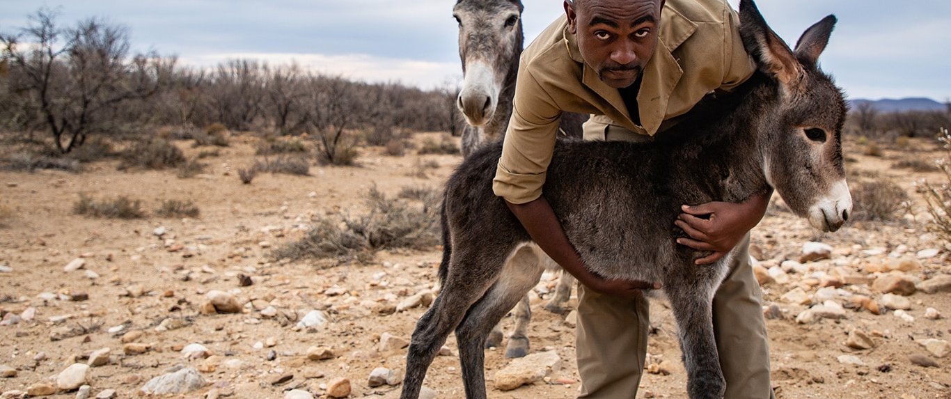 Donkey in need