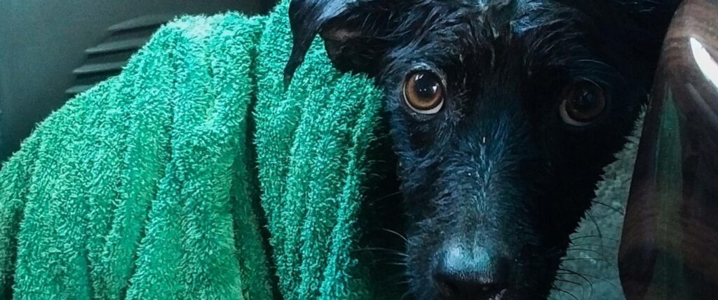 Hurricane Laura, rescues