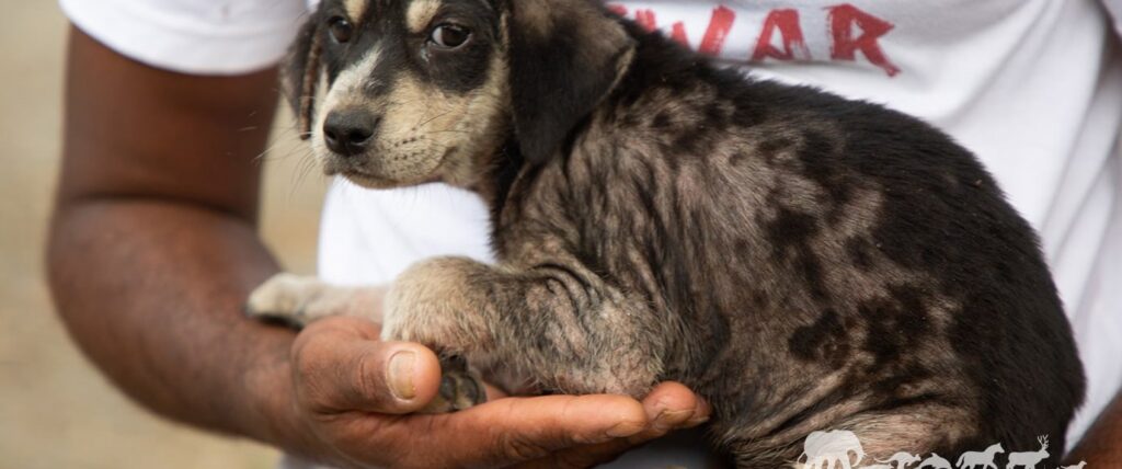 Puppy rescued in Mauritius