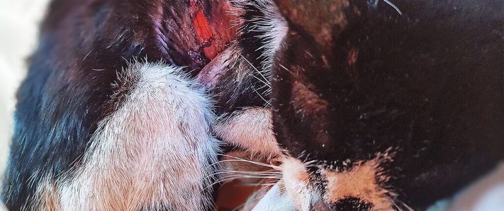 Ocho rescue cat