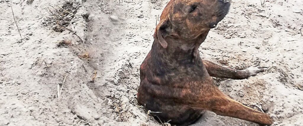 Rex rescued after being buried alive