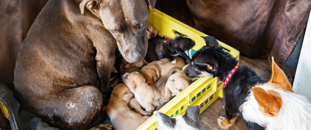 Shelley and her pups