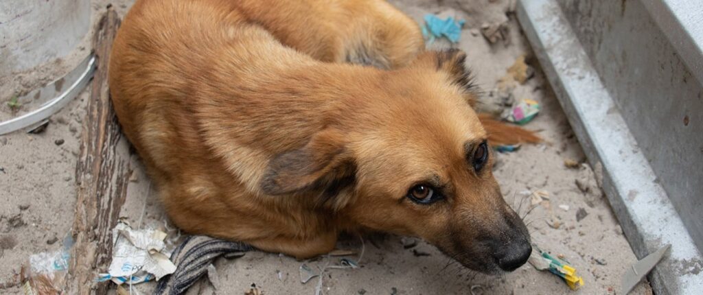 street dog in Hillview