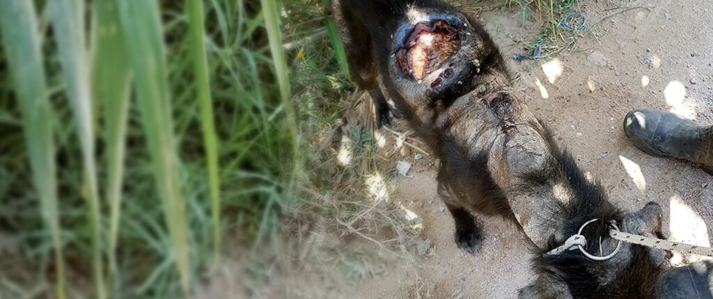 Topo, injured and untreated dog, Uruguay