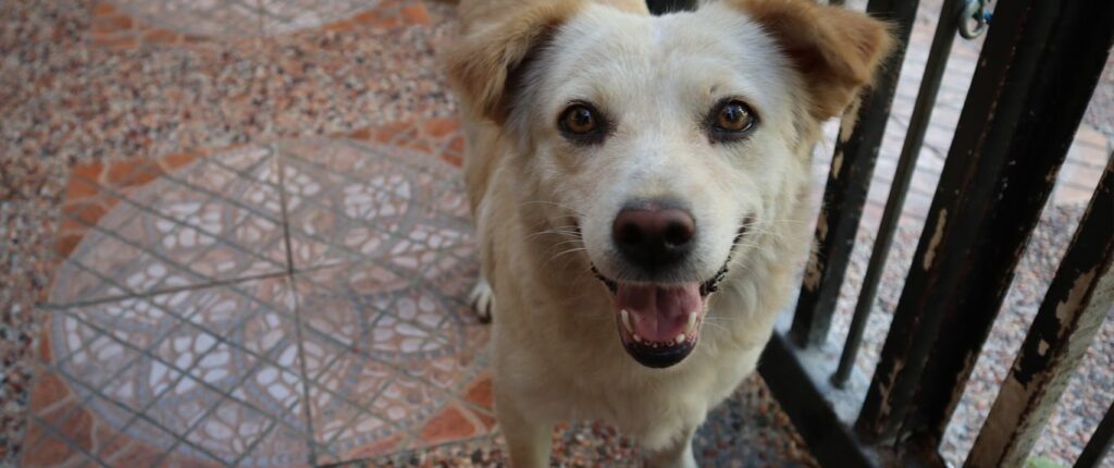 After picture of a rescued dog