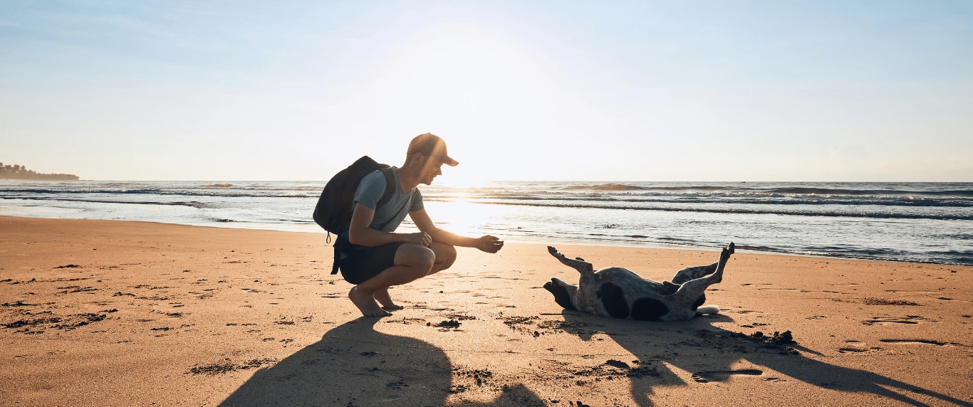 An expert’s top five reasons why dogs can be considered exceptional ...
