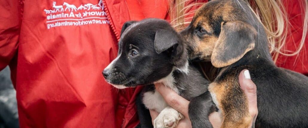 How we helped animals in December - Network for Animals
