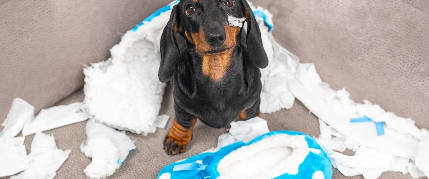 How to Ease Your Dog's Separation Anxiety - Network for Animals