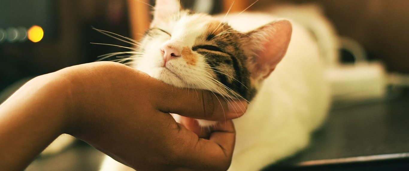 Your Cat’s Purring Doesn’t Always Mean They’re Happy! - Network for Animals