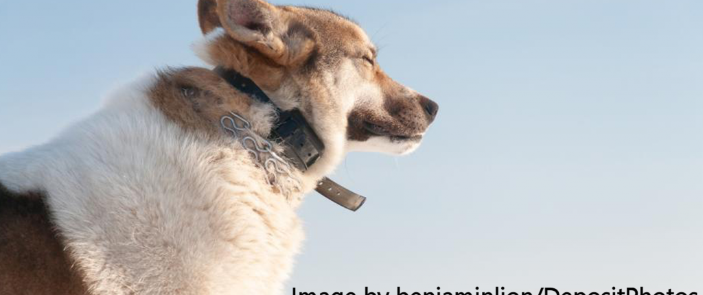 The Netherlands outlaws dog shock collars Network for Animals