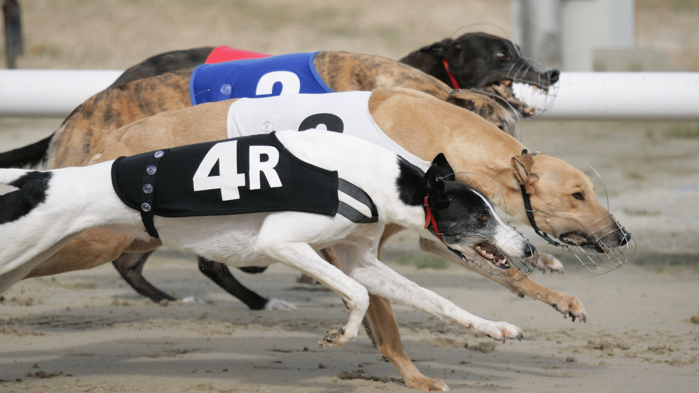 New Zealand to ban greyhound racing - Network for Animals