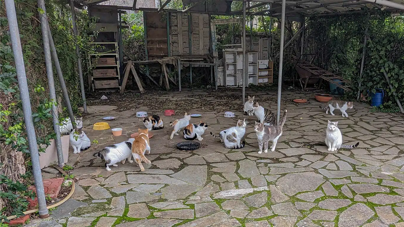 Group of street cats sit together in Kefalonia.