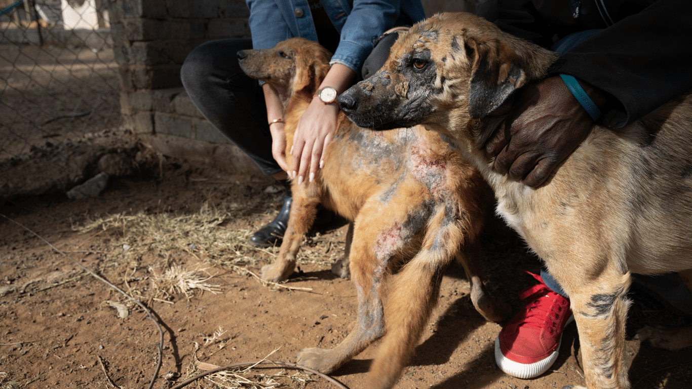 Dogs in distress cover