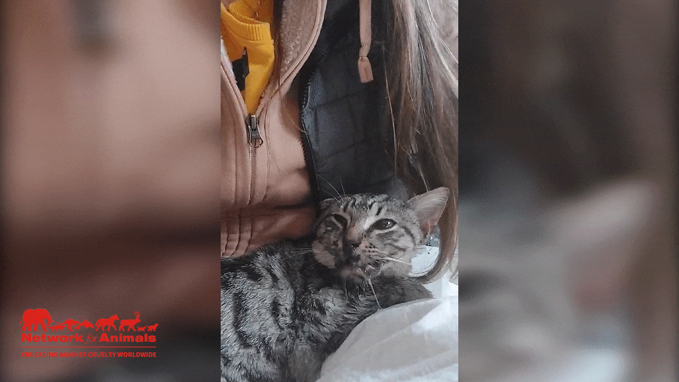 Fixie, a cat whose jaw was broken is shown being held.