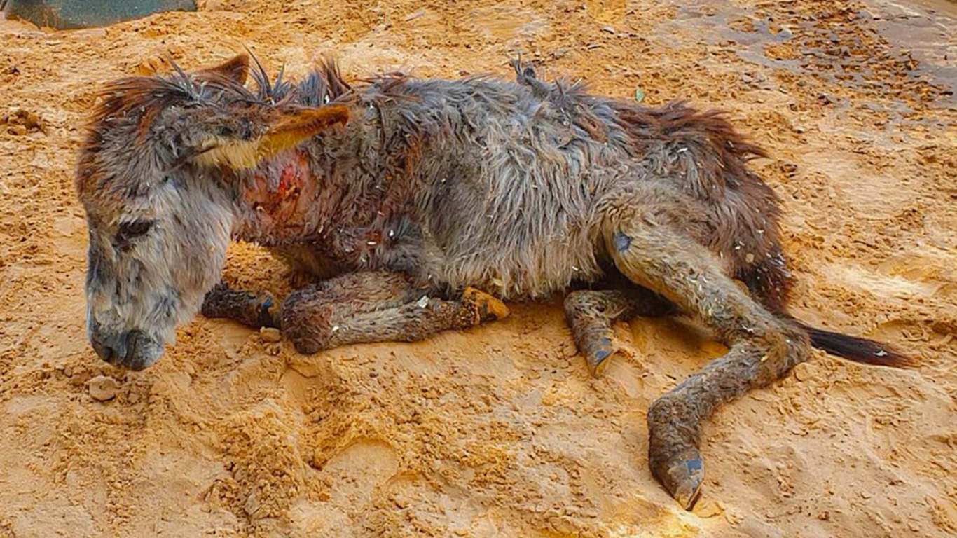 Badly injured donkey lying on the floor.