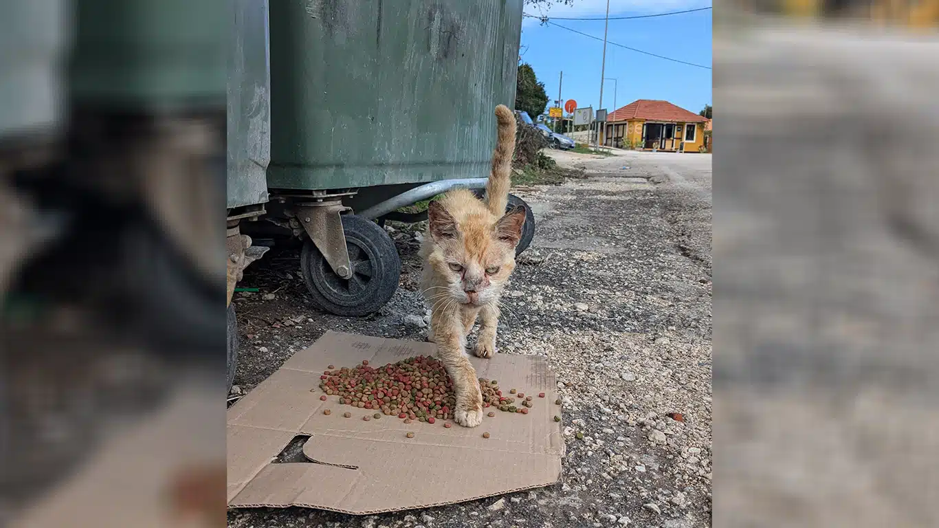 Street cat in Kefalonia with an injured and diseased bloody nose walks toward the camera.