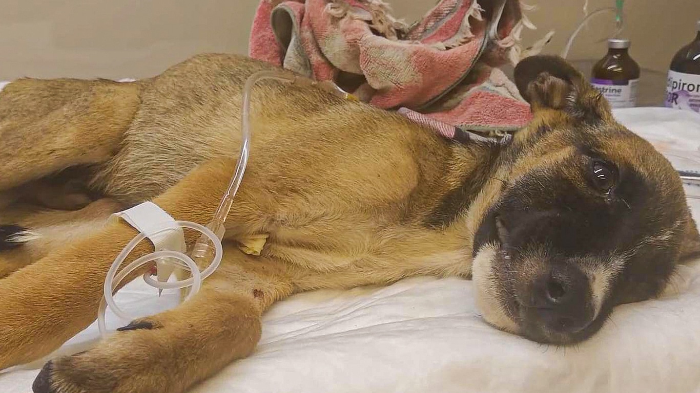 Dog shown lying on vet table being treated.