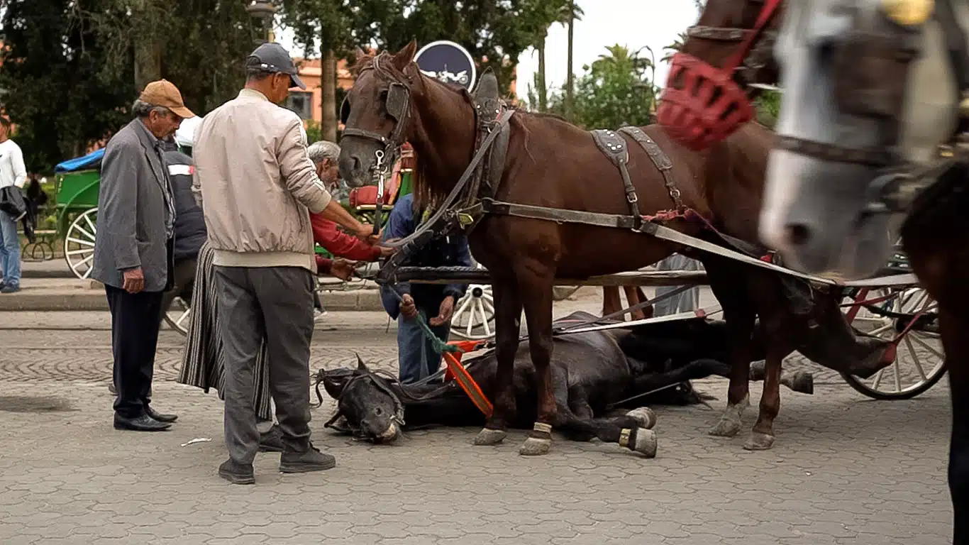 Banner horse collapse credit NFA Dejan Radic 1