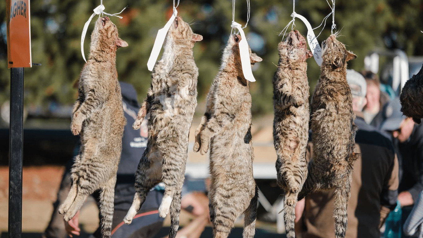 NZ Cat hunting comp