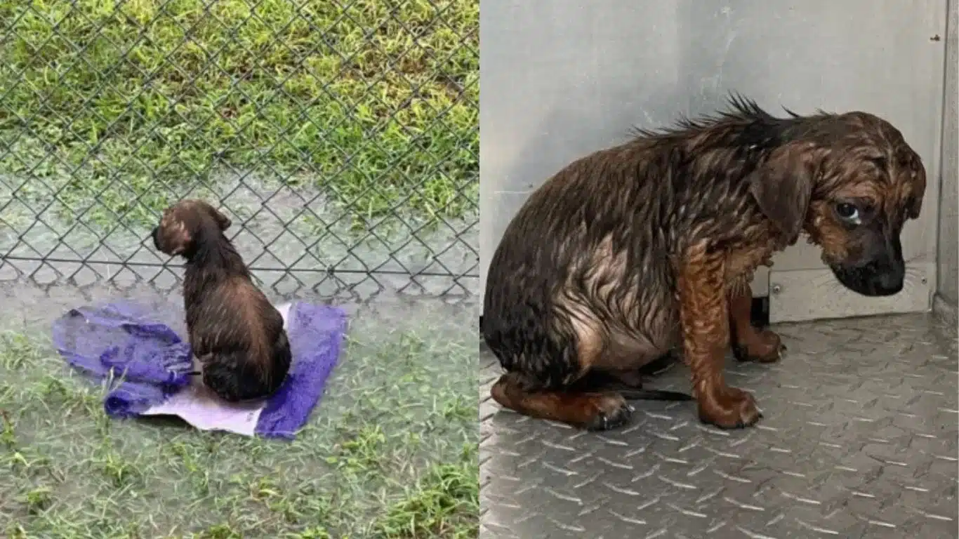 Puppy, Slugger, who was rescued in the floods
