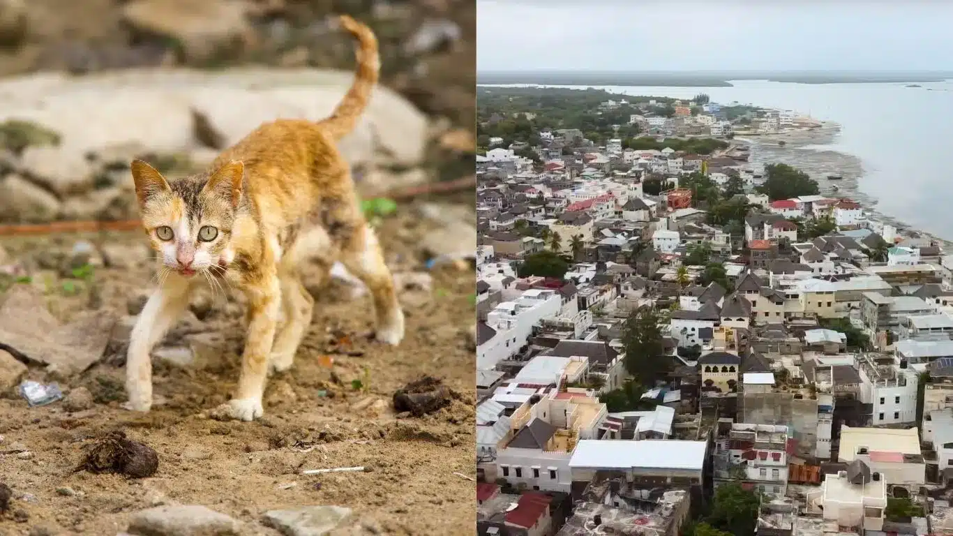 Stray cat in sandy area and aerial view of a coastal city.