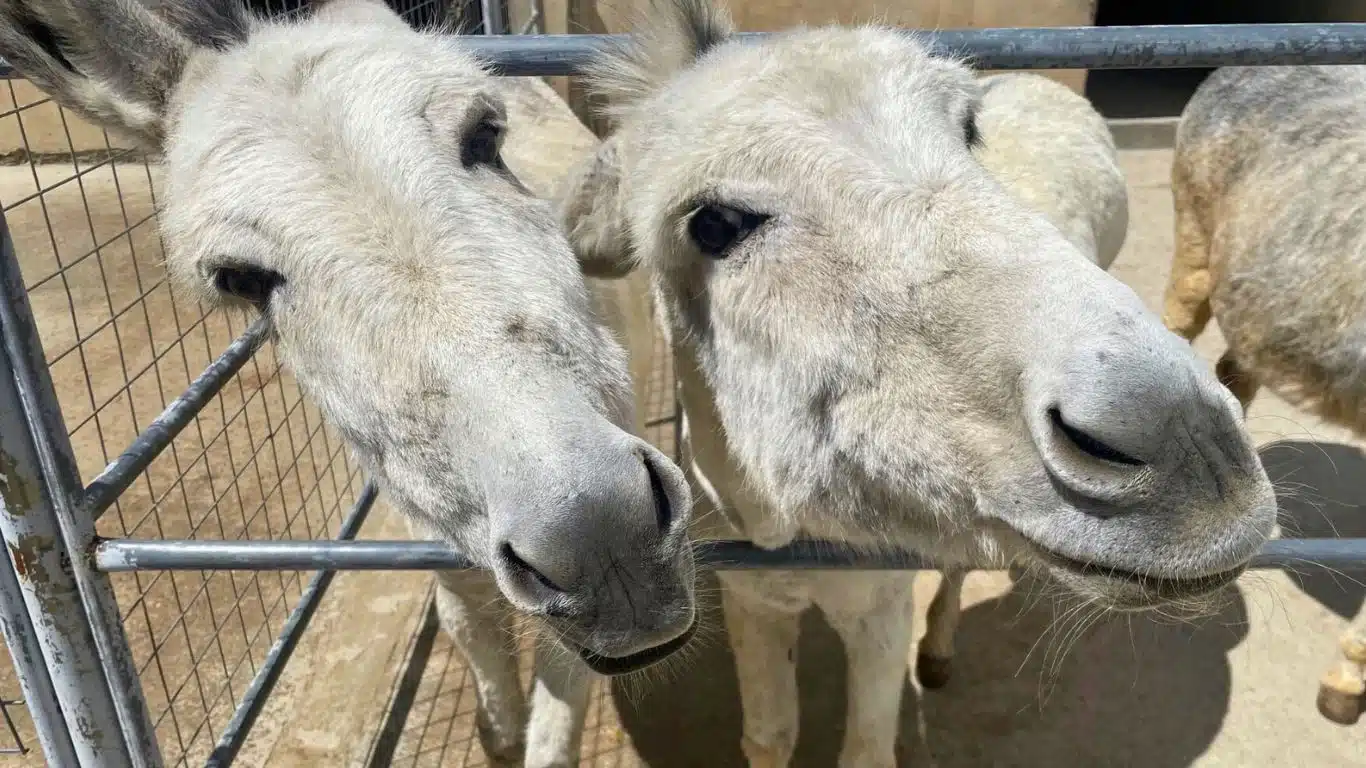 Two friendly donkeys standing behind a metal fence outdoors