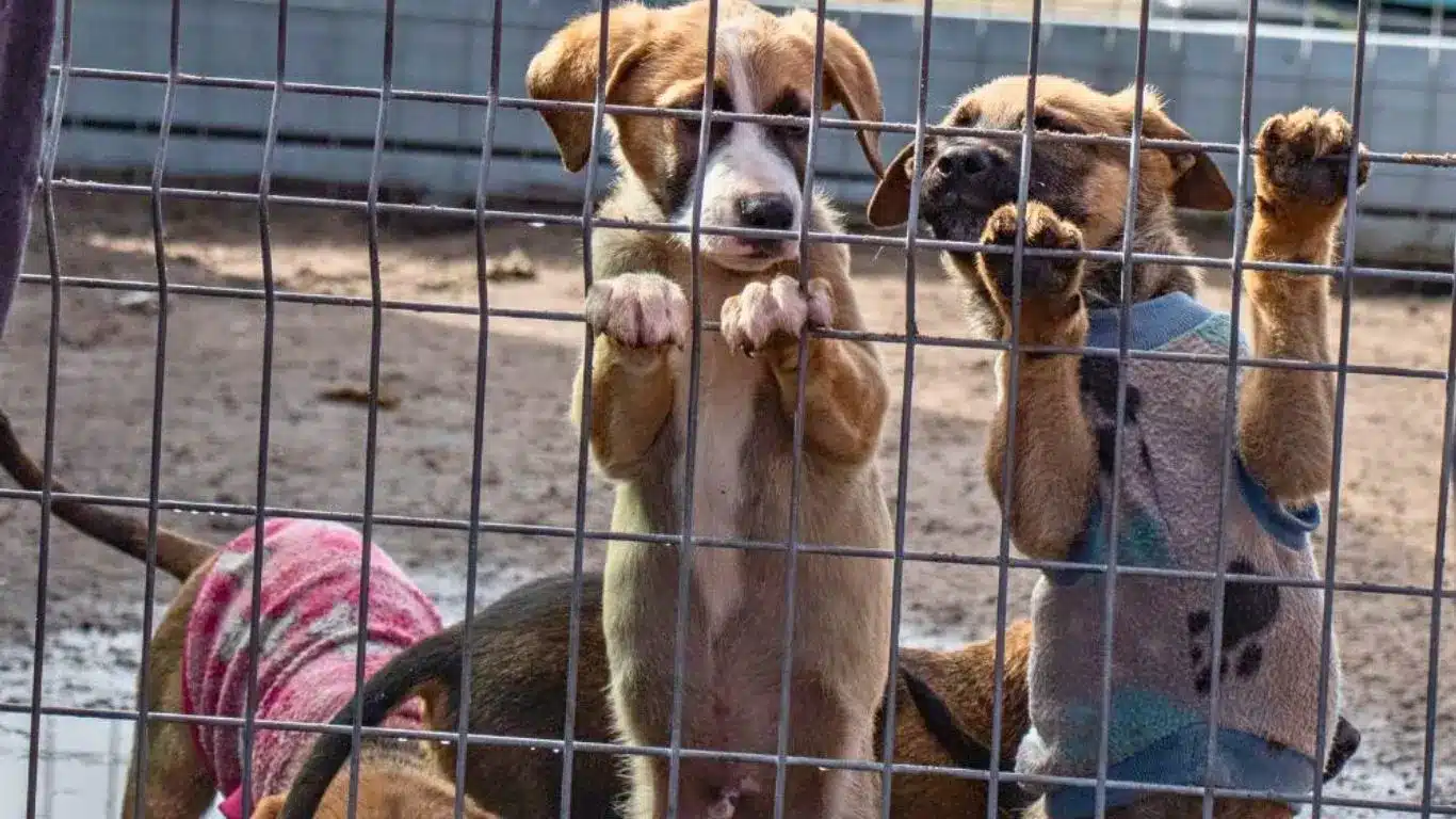 Shelter dogs behind metal fence waiting for adoption