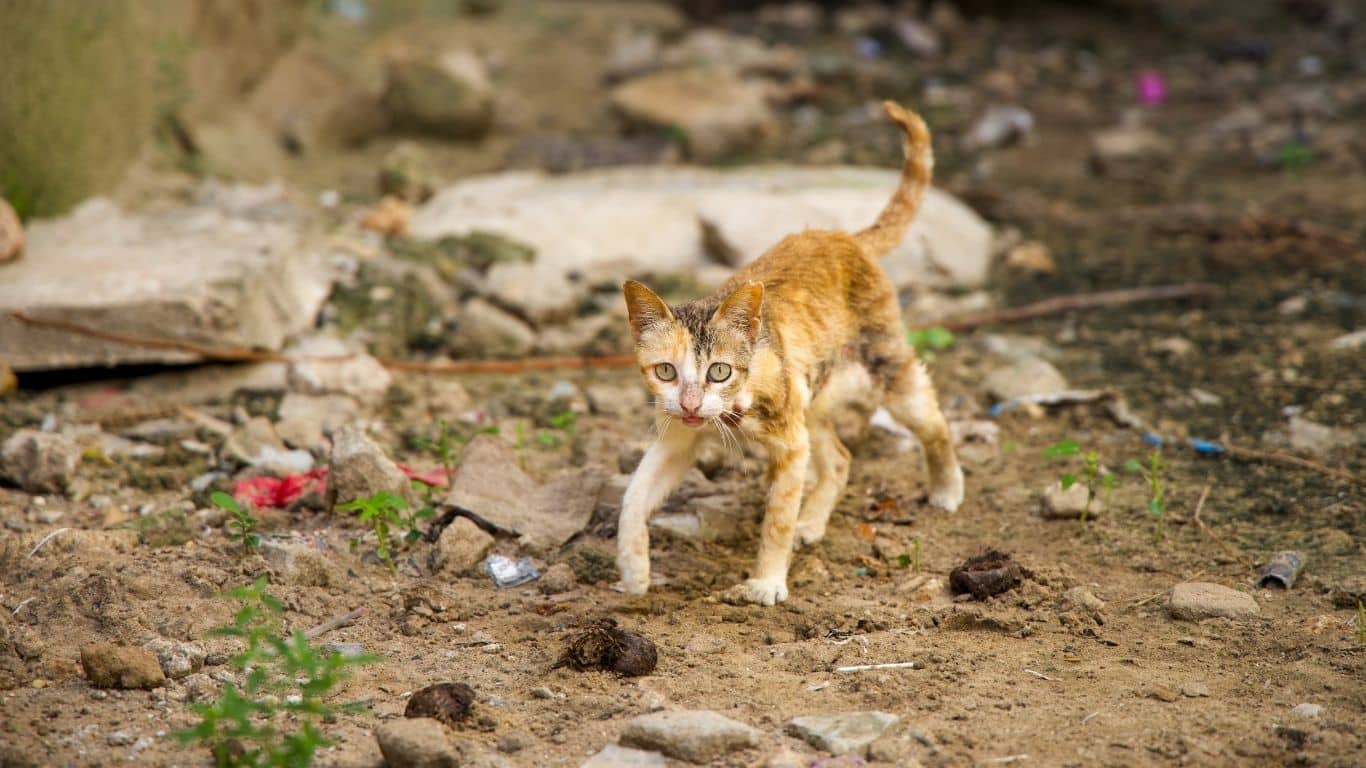 Stray cat exploring a rocky outdoor area