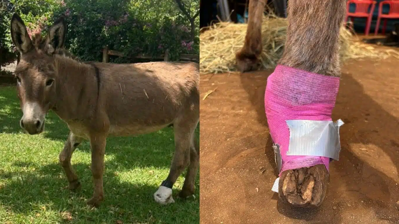 Banner Big boy side by side credit MARES