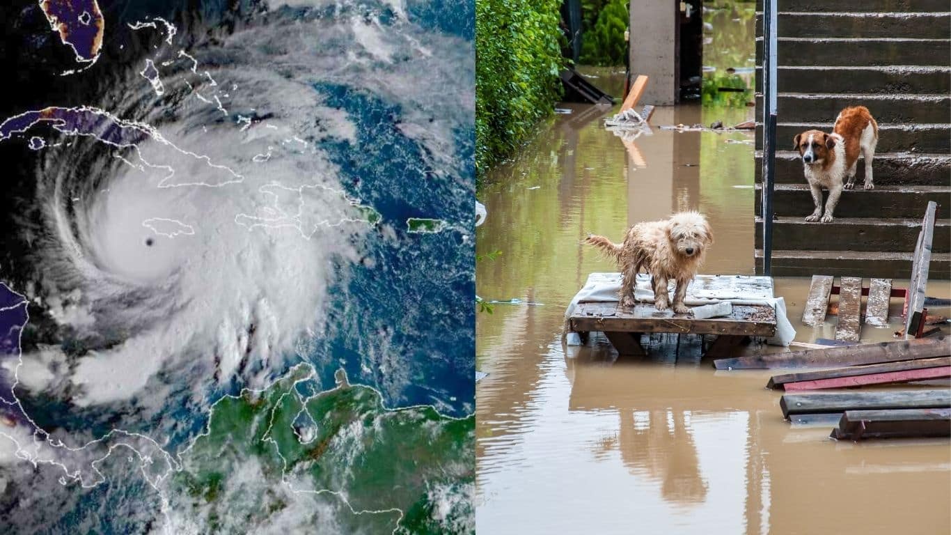 Banner Hurricane satelite image and dogs in flooded area Credit NOAA and Shutterstock