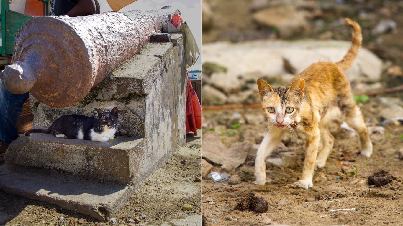 Banner Lamu Cat and Cat on pier credit NFA Byron Seale
