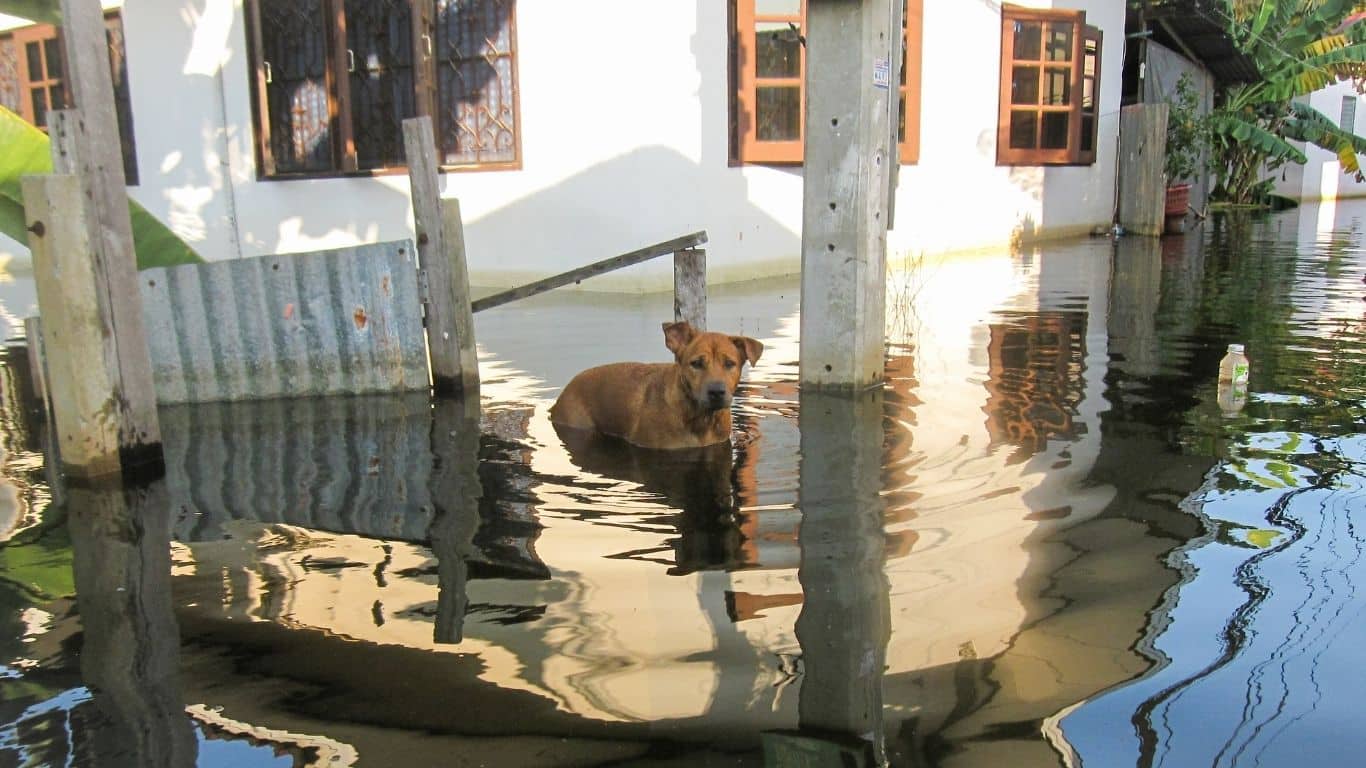 Image1 Dog in flood credit Shutterstock Image1 Dog in flood credit Shutterstock