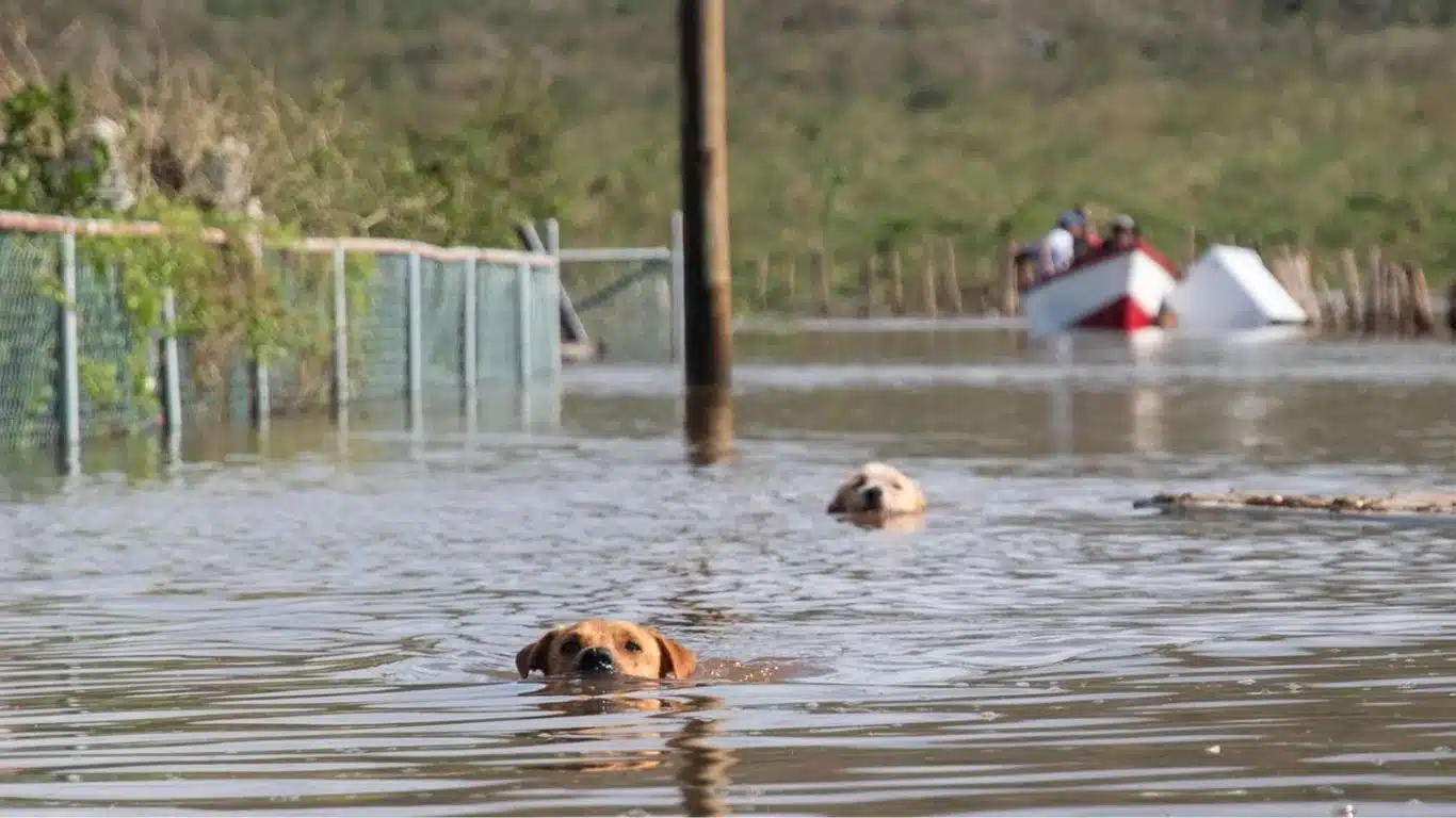 Image1 Dogs swimming through flooded area of Jamaica Credit Abbie Townsend