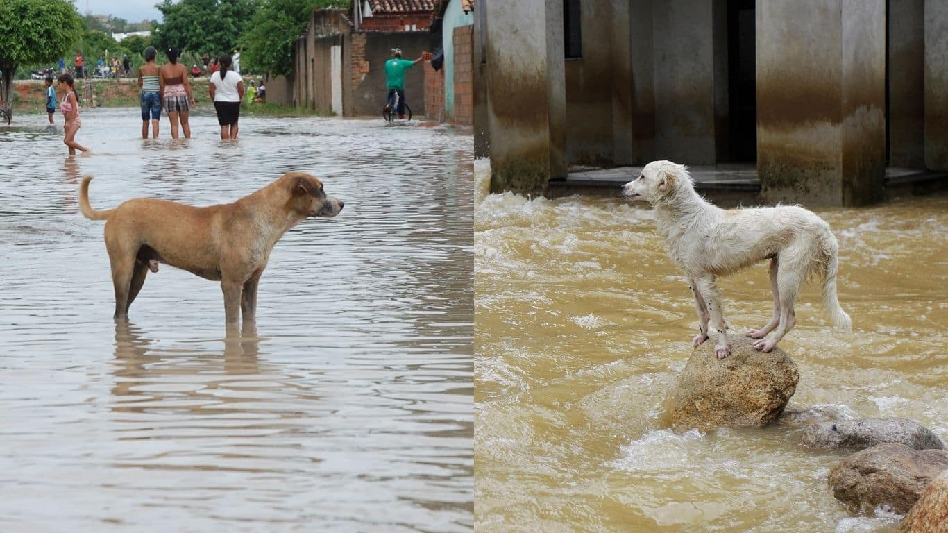Image1 Flood dogs credit Shutterstock Image1 Flood dogs credit Shutterstock