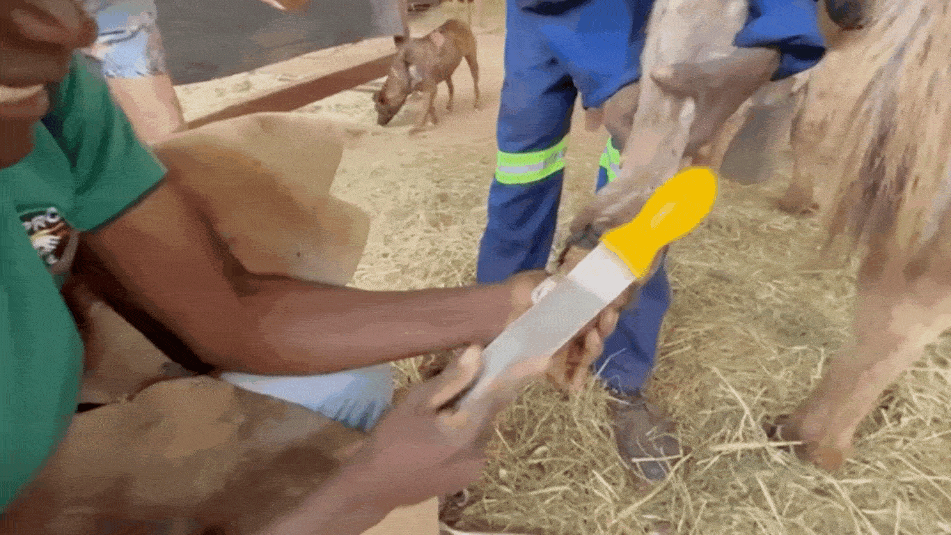 Image3 Big Boys hoof being filed credit MARES Image3 Big Boys hoof being filed credit MARES