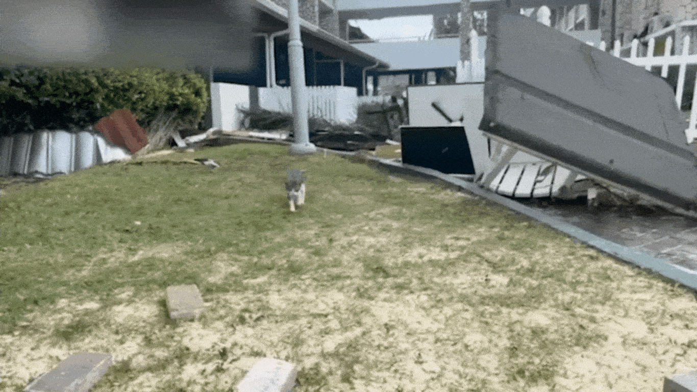 Image3 Cats in Jamaica after the hurricane Credit The National Desk