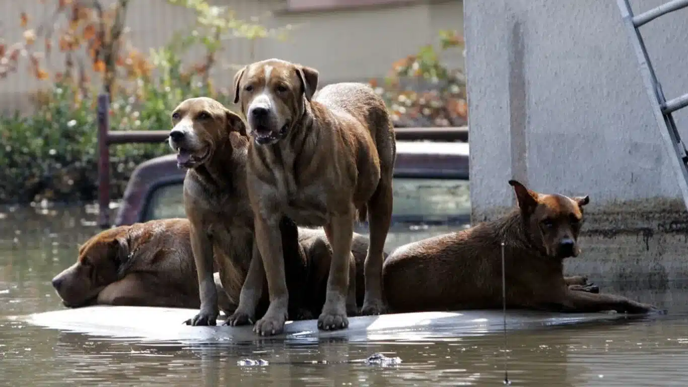 Image3 Flood dogs on car credit AP Photo Dave Martin