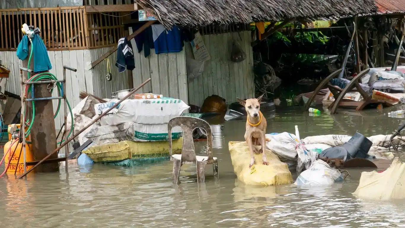 Banner Dog stranded in flood credit Shutterstock